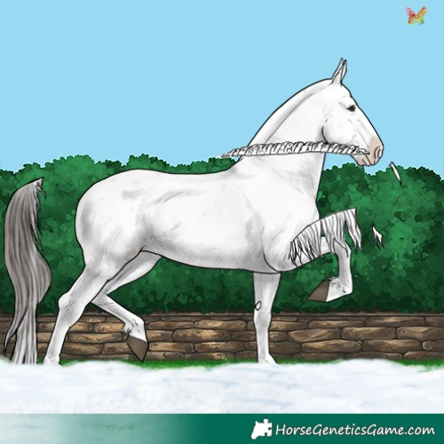 Horse Color:Liver Chestnut Sabino Splash Snowflake Varnish