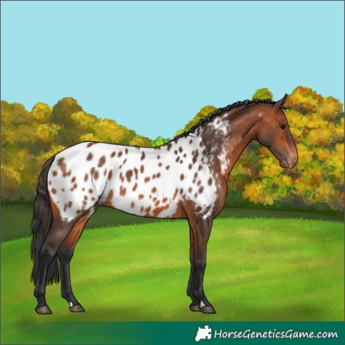 Horse Color:Brown Appaloosa