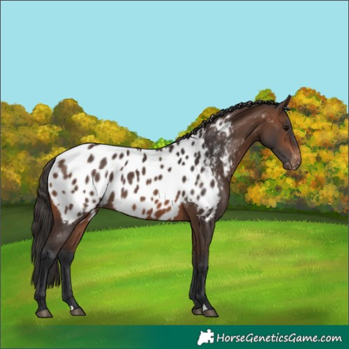 Horse Color:Brown Near Leopard 