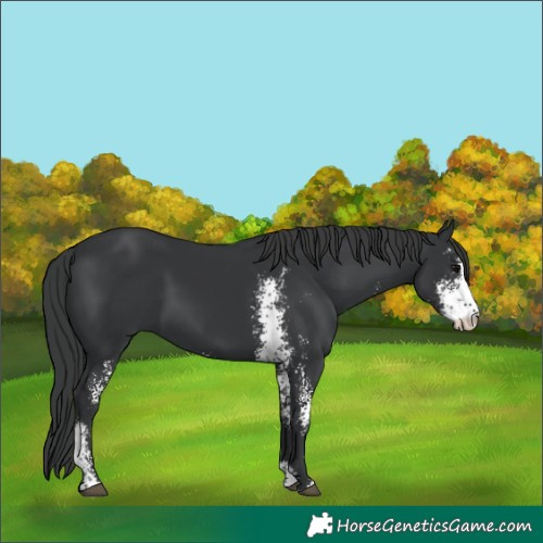 Horse Color:Black Sabino 
