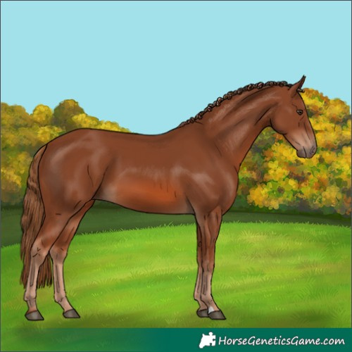 Horse Color:Chestnut 