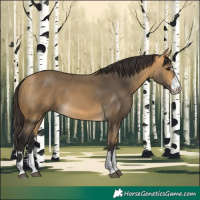 Horse Color:Buckskin