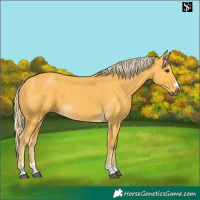 Horse Color:Palomino 