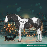 Horse Color:Gray Liver Chestnut Splash Tobiano Appaloosa