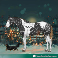 Horse Color:Gray Liver Chestnut Splash Tobiano Appaloosa