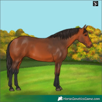 Horse Color:Bay 