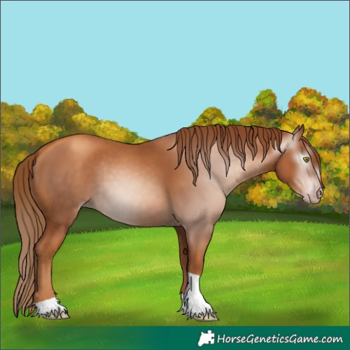 Horse Color:Gray Gold Champagne Tobiano