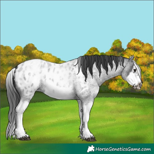 Horse Color:White Spotted Blue Roan Splash Frame Appaloosa