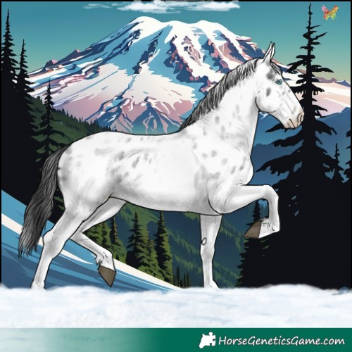 Horse Color:White Spotted Blue Roan Splash Frame Near Leopard 