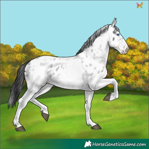 Horse Color:White Spotted Blue Roan Splash Frame Appaloosa 