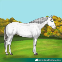 Horse Color:Liver Chestnut Sabino Splash Snowcap 