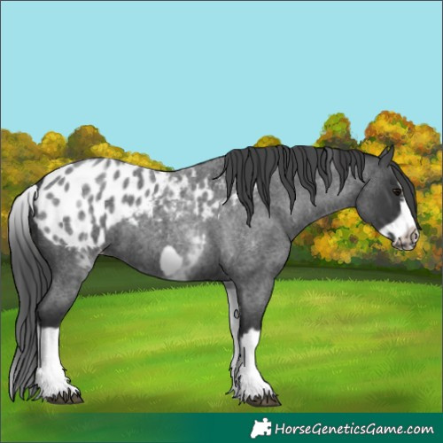 Horse Color:White Spotted Blue Roan Splash Frame Appaloosa 