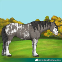 Horse Color:Grullo Sabino Splash and Grullo Sabino Splash Appaloosa