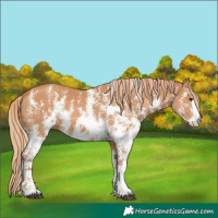 Horse Color:Chestnut Sabino