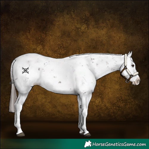Horse Color:Liver Chestnut Sabino Splash Appaloosa