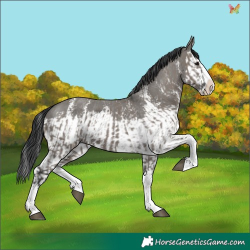 Horse Color:Grullo Sabino Splash  and Grullo Sabino Splash 