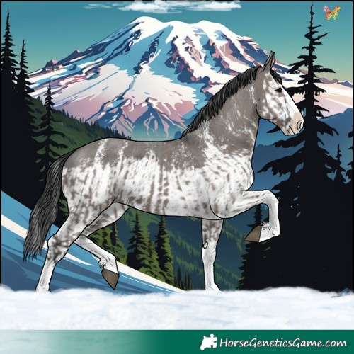 Horse Color:Grullo Sabino Splash and Grullo Sabino Splash