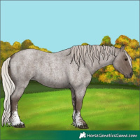 Horse Color:Silver Blue Roan Sabino 