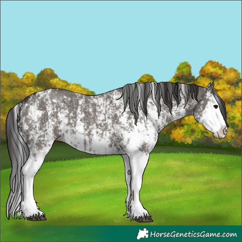 Horse Color:Grullo Sabino Splash  and Smoky Grullo Sabino Splash 