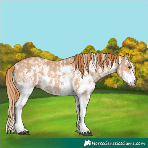 Horse Color:Chestnut Sabino