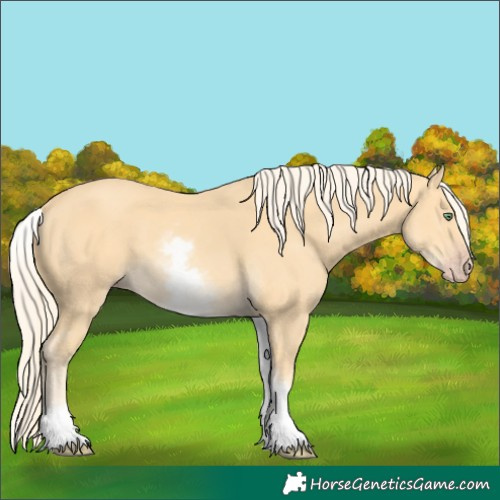 Horse Color:White Spotted Gold Cream Champagne