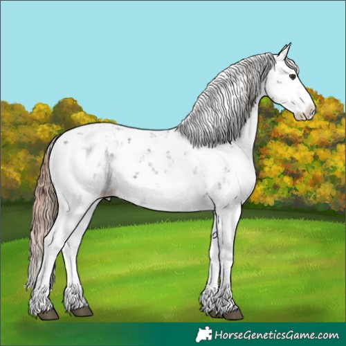 Horse Color:Liver Chestnut Sabino Splash Appaloosa