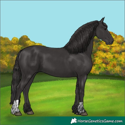 Horse Color:Smoky Black  and Smoky Black 