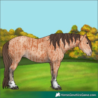 Horse Color:Bay  and Amber Champagne 