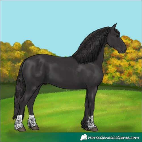 Horse Color:Smoky Black  and Smoky Black 