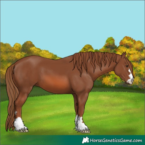 Horse Color:Chestnut 