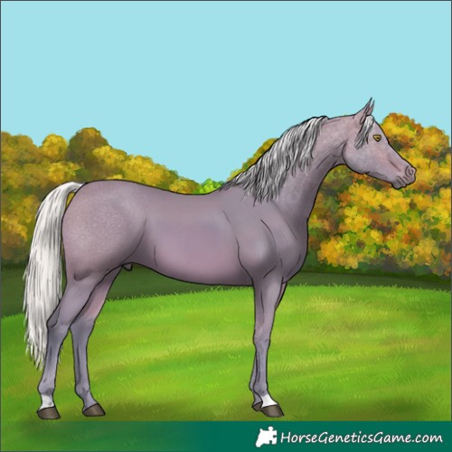 Horse Color:Watercolor Silver Bay 