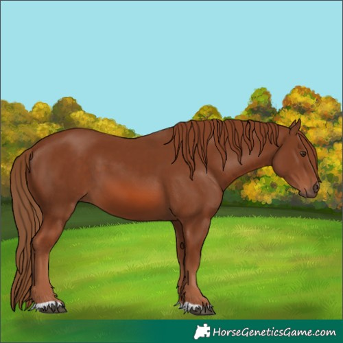 Horse Color:Chestnut 