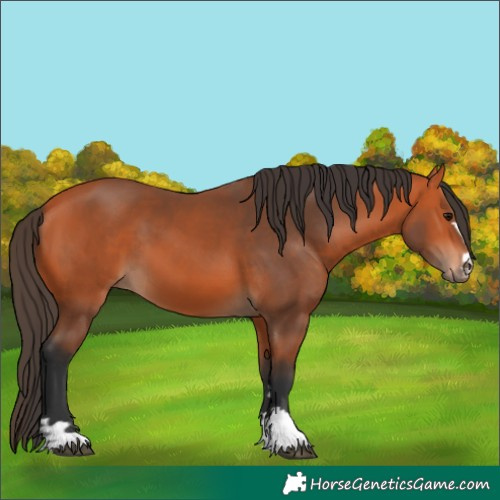 Horse Color:Bay 