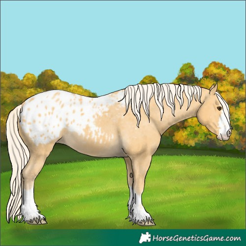 Horse Color:Palomino Appaloosa