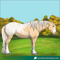Horse Color:Palomino Appaloosa 