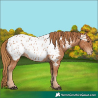 Horse Color:Chestnut Appaloosa 