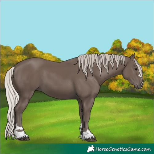 Horse Color:Silver Black