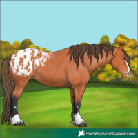 Horse Color:Bay Appaloosa 