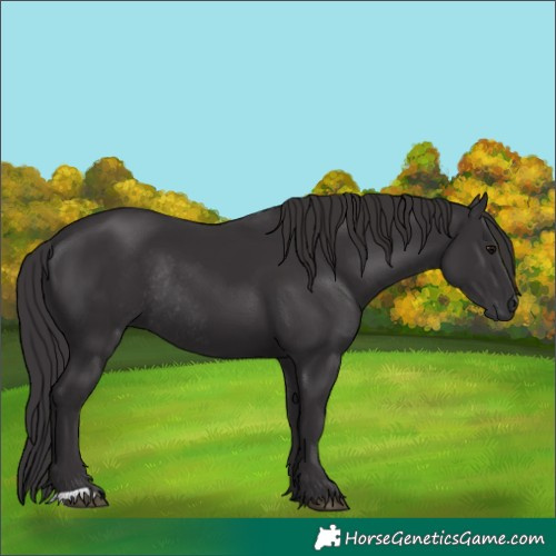 Horse Color:Smoky Black Rabicano