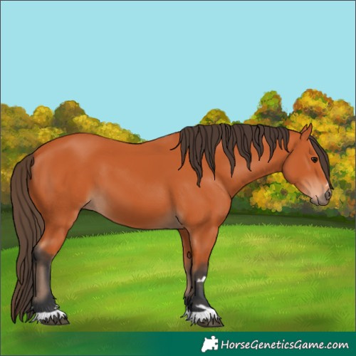 Horse Color:Bay 