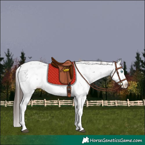 Horse Color:Liver Chestnut Sabino Splash Appaloosa 