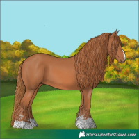 Horse Color:Chestnut 