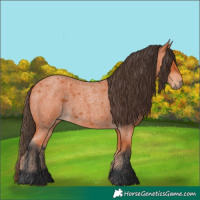 Horse Color:Bay Roan