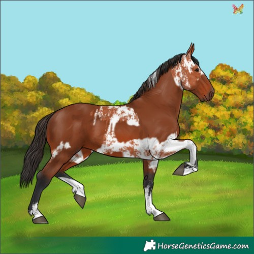 Horse Color:Bay Sabino Rabicano  and Bay Sabino Rabicano 