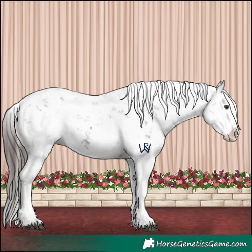 Horse Color:Liver Chestnut Sabino Splash Appaloosa