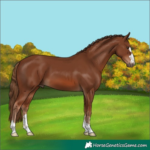 Horse Color:Chestnut 