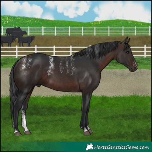 Horse Color:Powder White Brown Sabino 