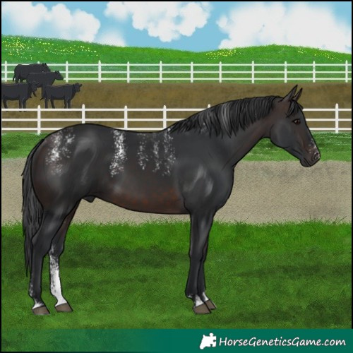 Horse Color:Powder White Brown Sabino