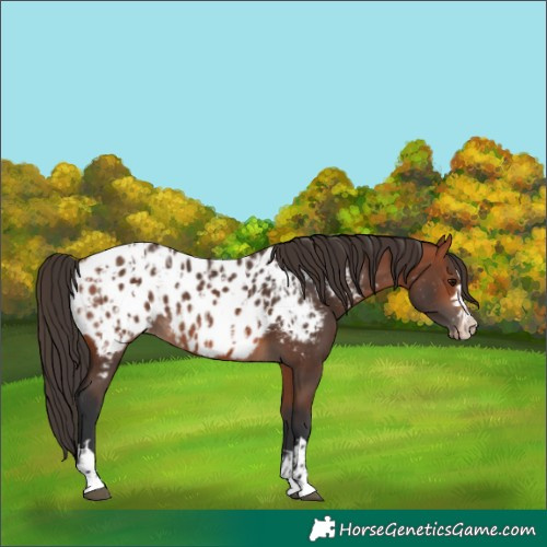 Horse Color:Bay Near Leopard  and Bay Near Leopard 