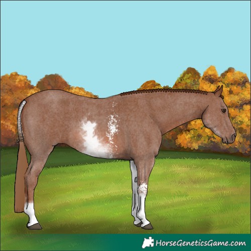Horse Color:White Spotted Chestnut Sabino